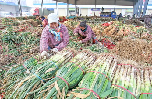 22年圓夢創城 顏值與魅力俱增，文明與發展共舞——聚焦食用農產品批發